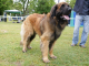 Leonberger - pes